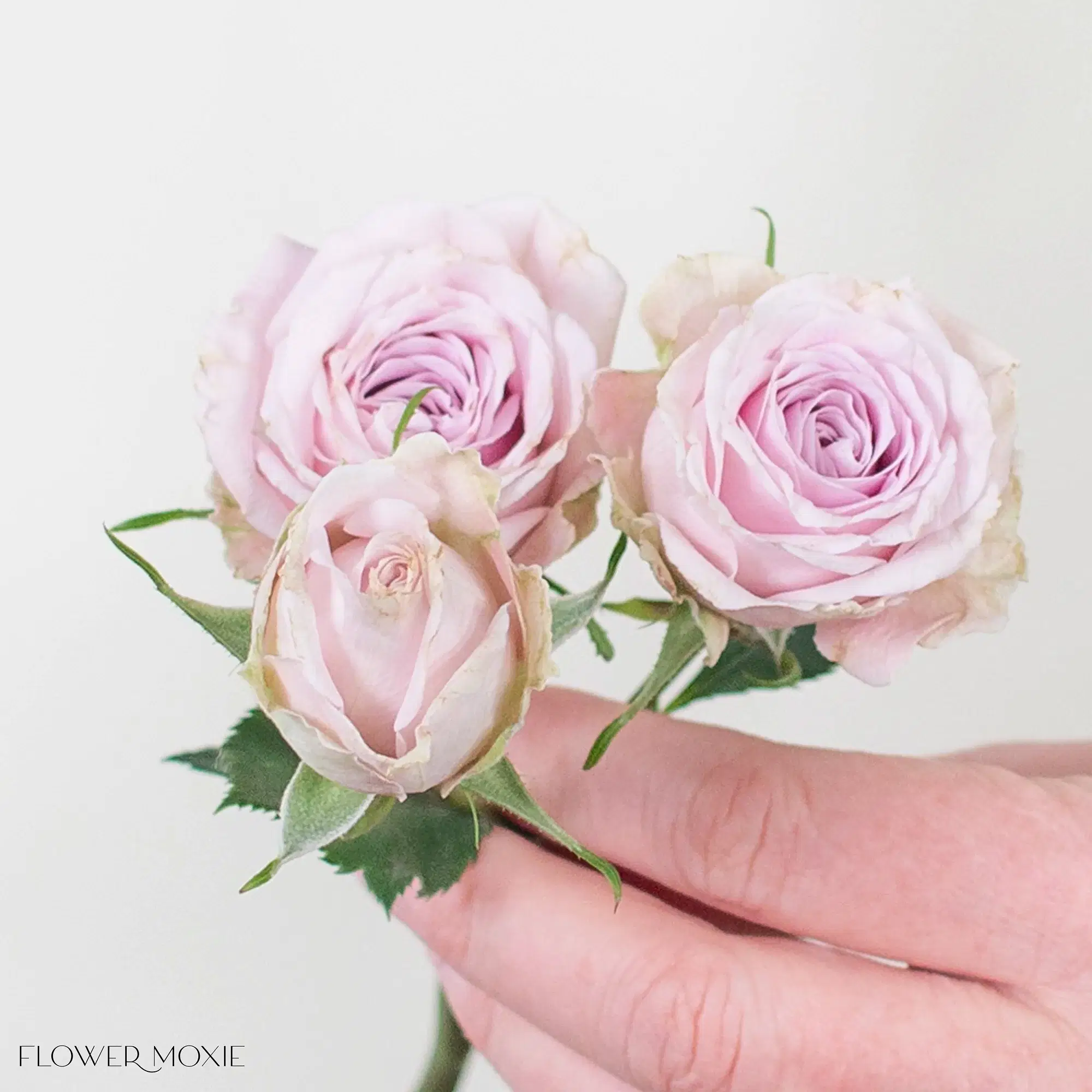 Portrait mauve spray rose