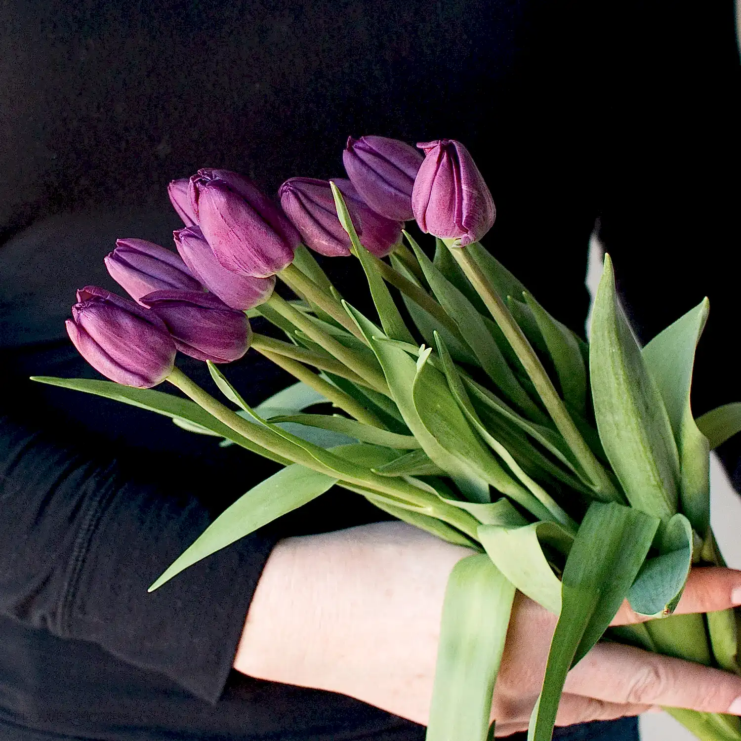 Purple Tulips