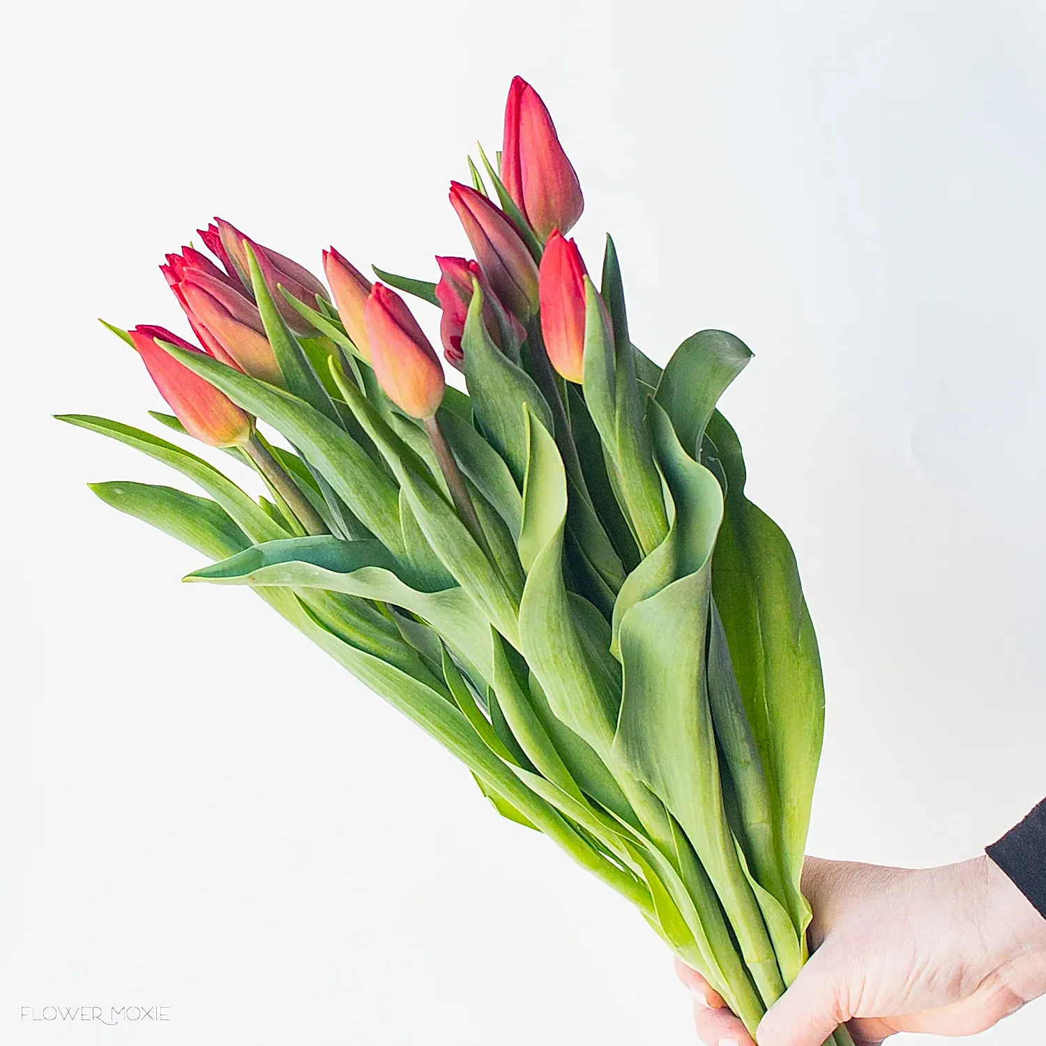 Red Tulip Flower