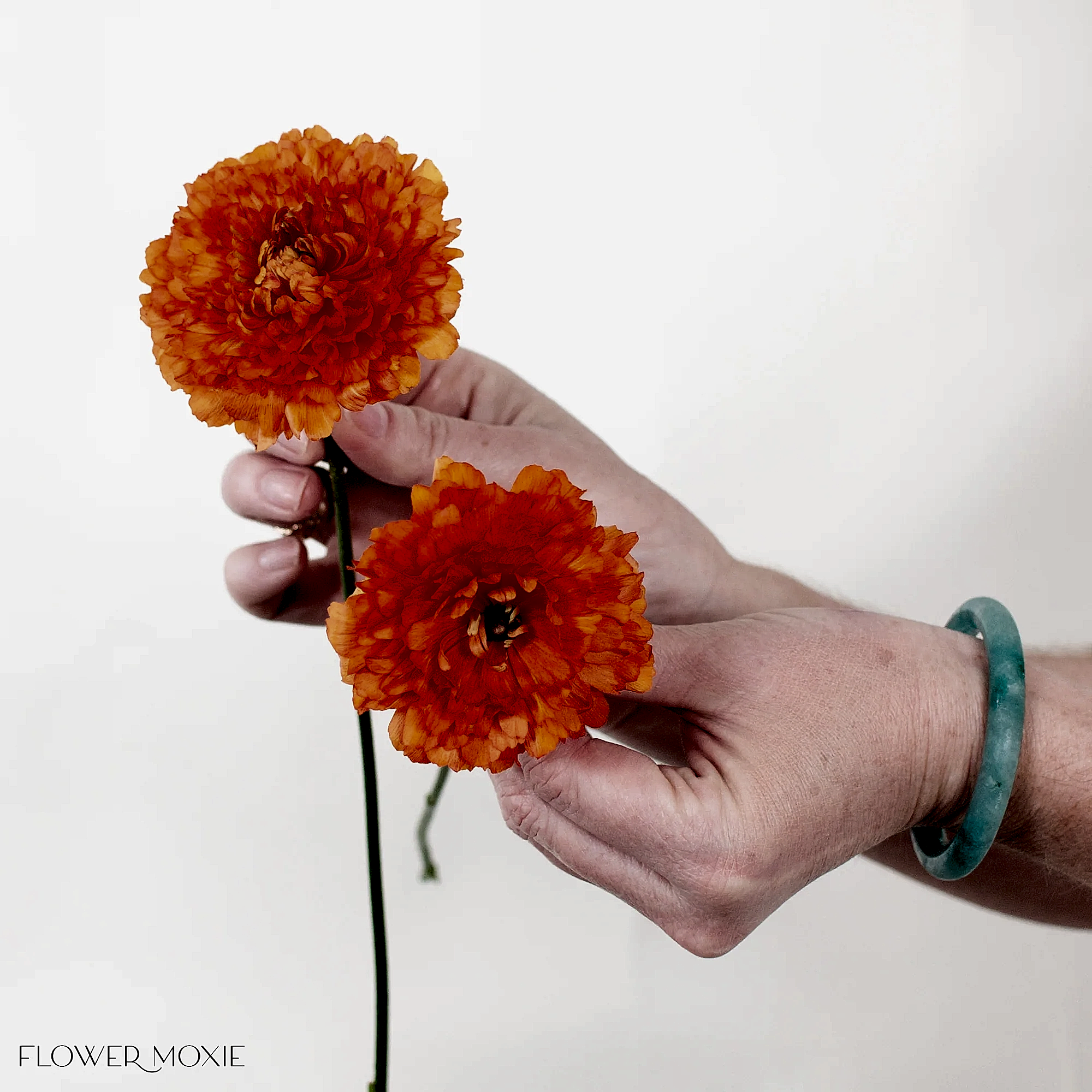 Orange Curly Ranunculus Flower