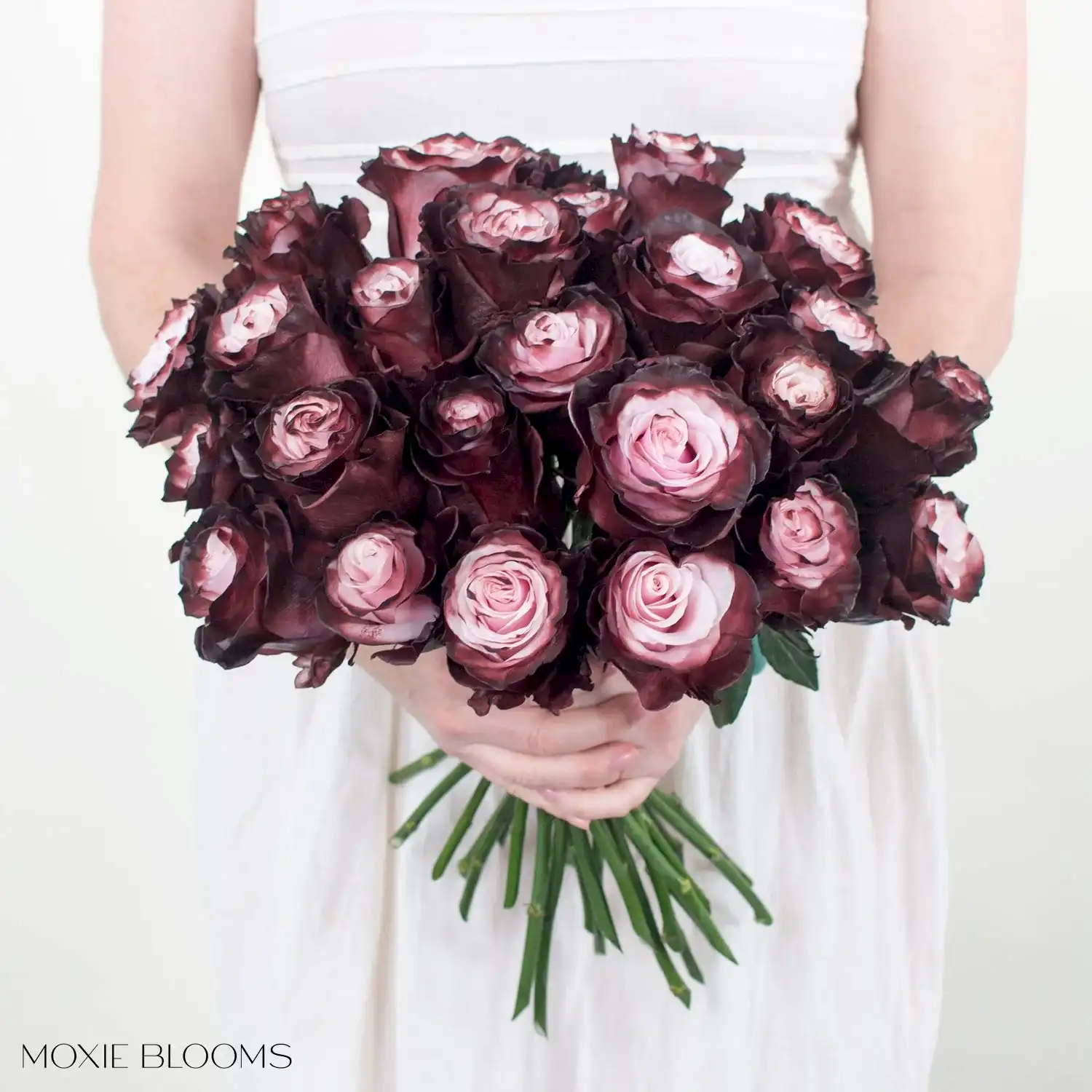 burgundy blush novelty rose