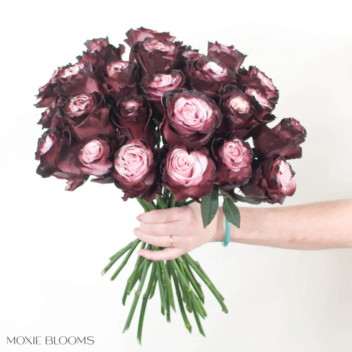 burgundy blush novelty rose