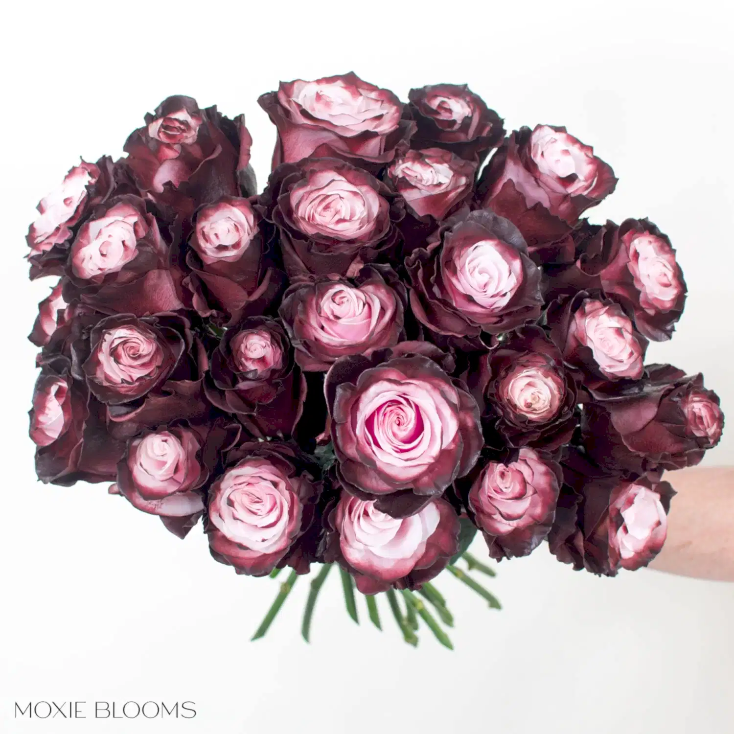 burgundy blush novelty rose