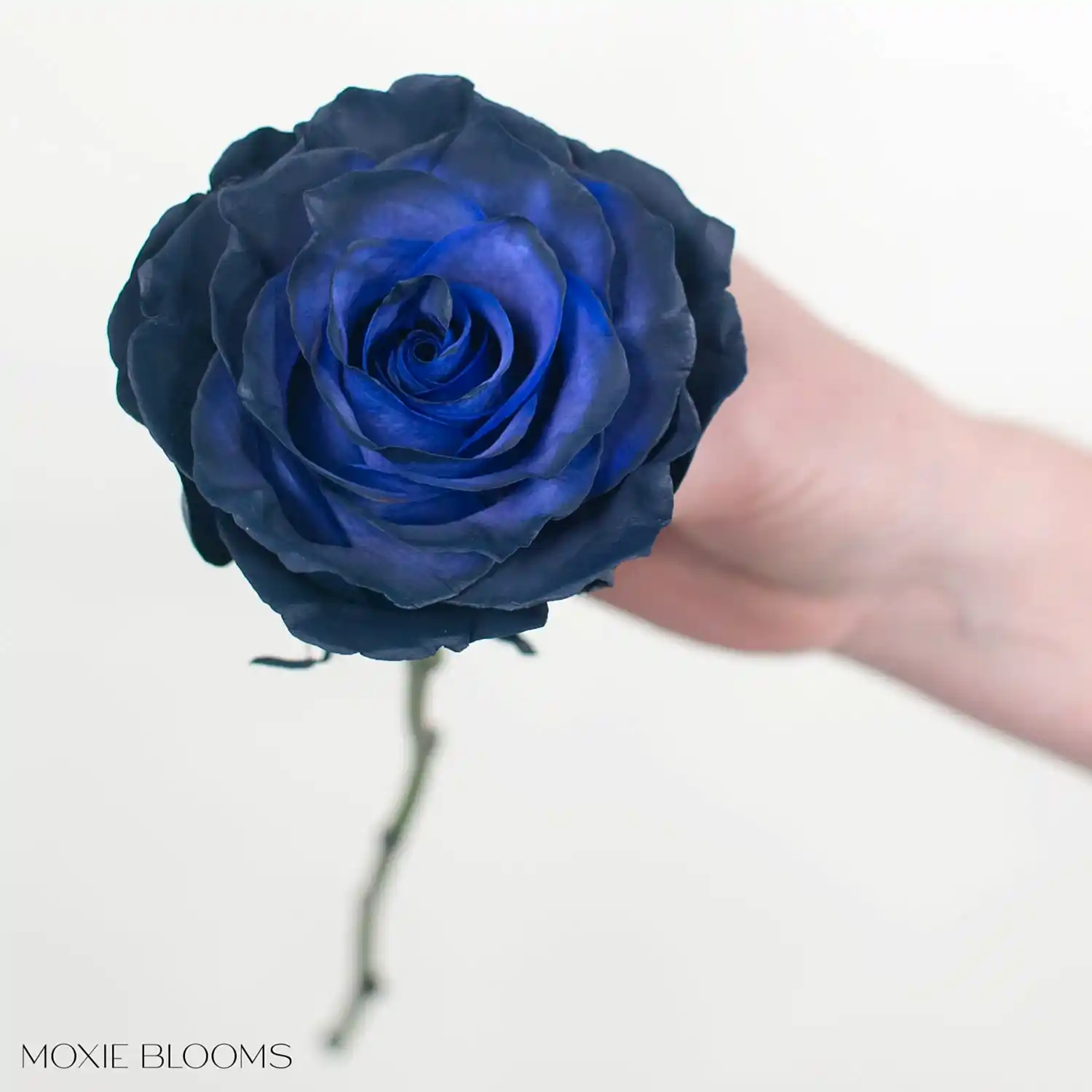 navy rose