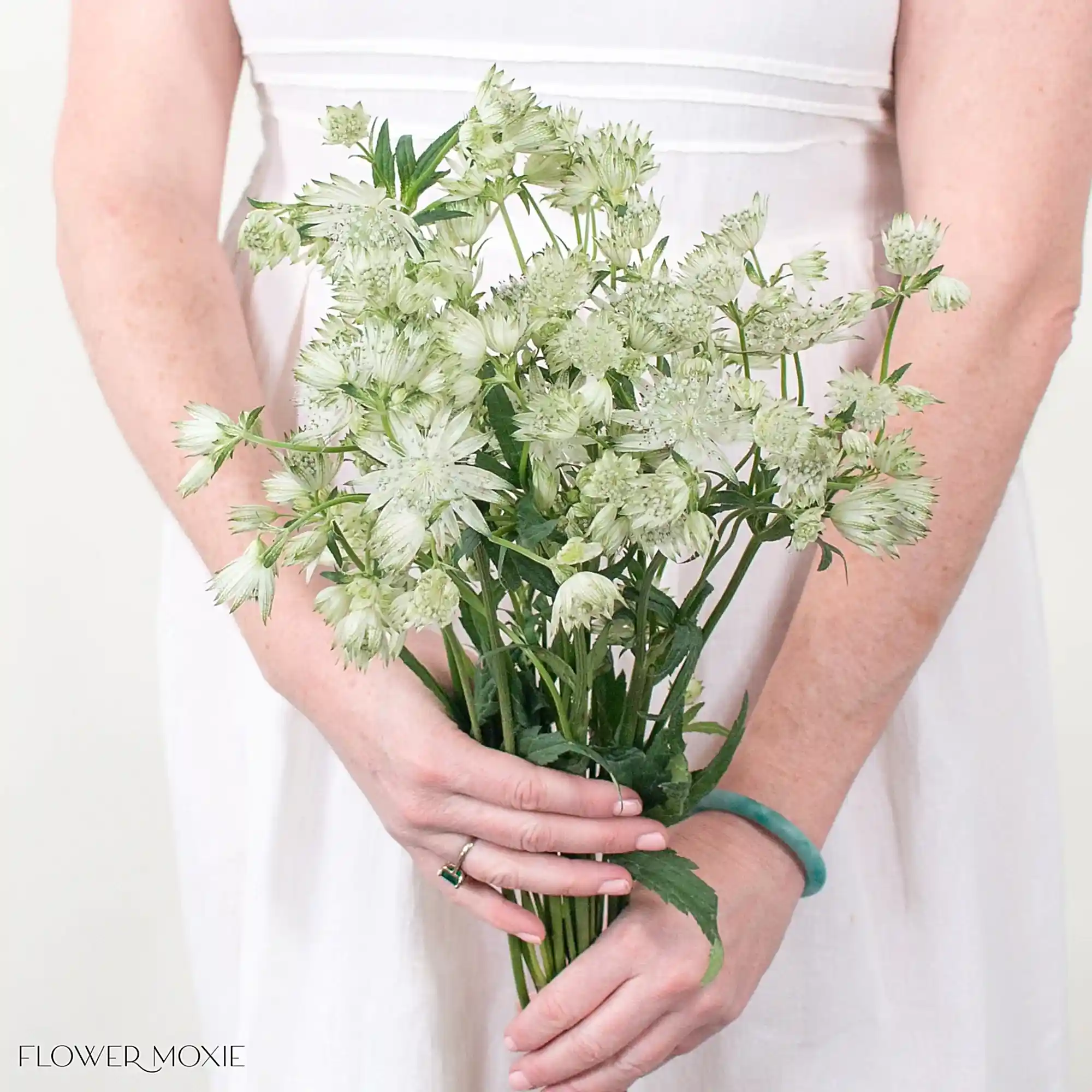 White Cream Astrantia Flower