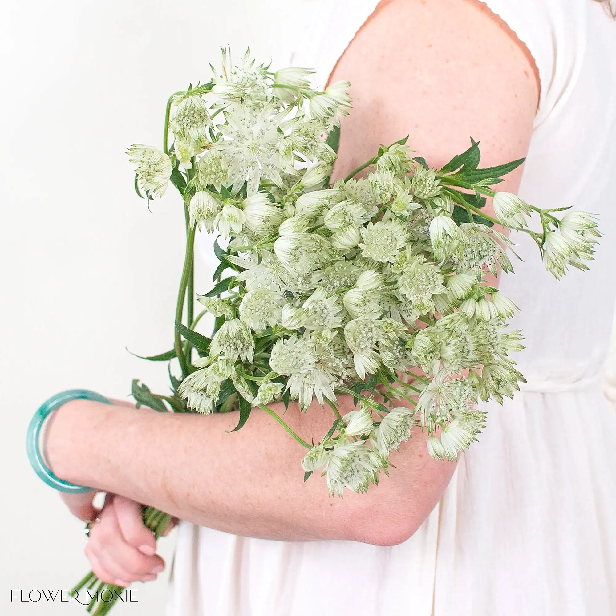 White Cream Astrantia Flower