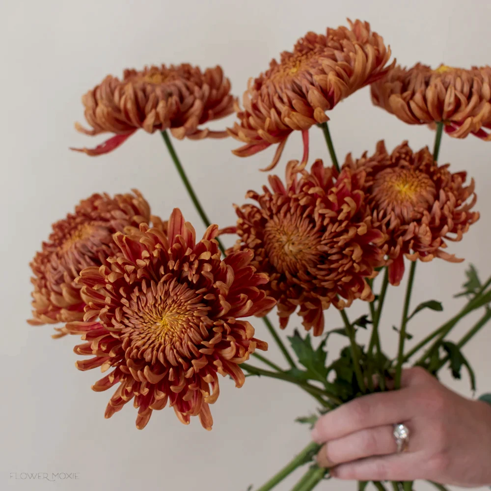 Bronze Football mum flower