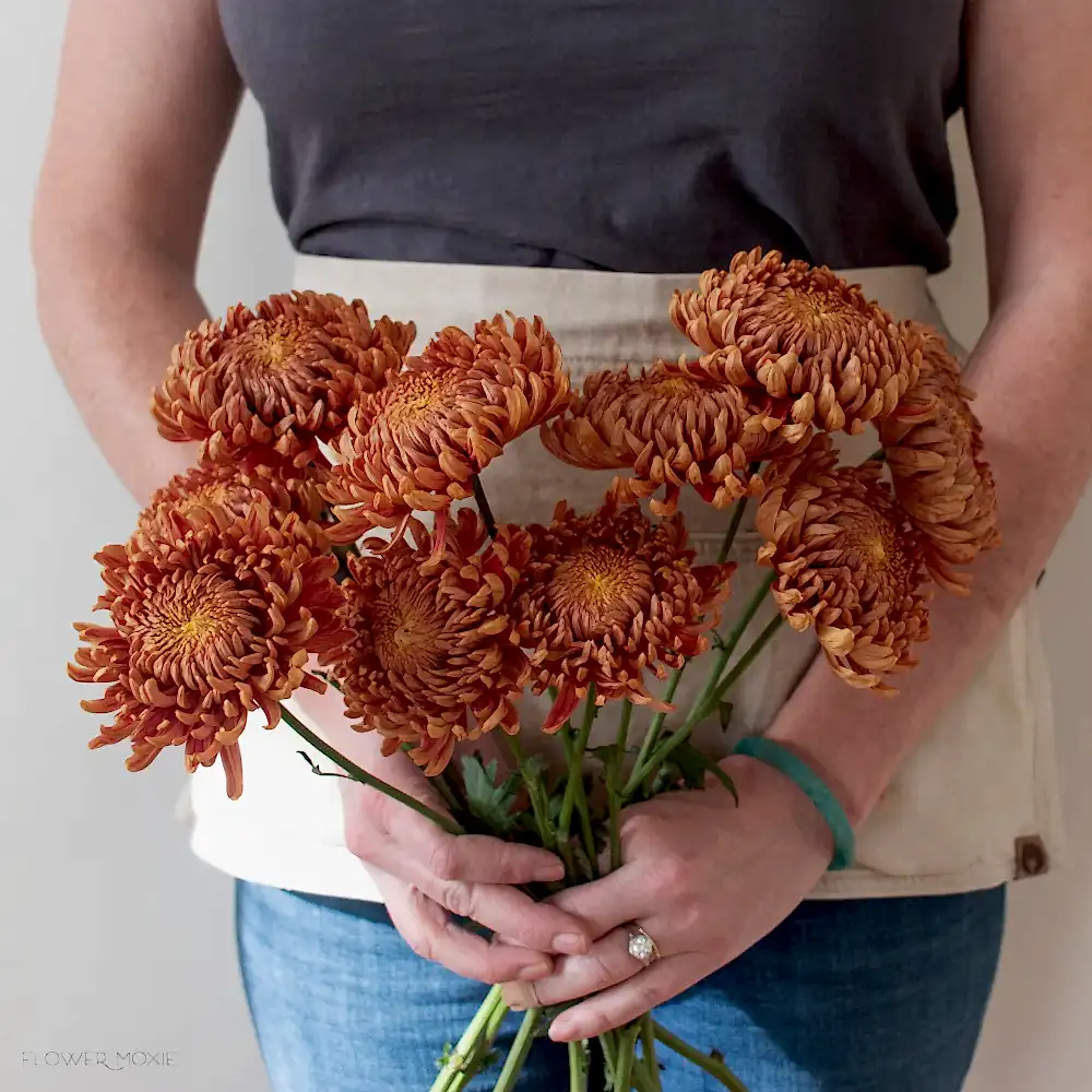 Bronze Football mum flower