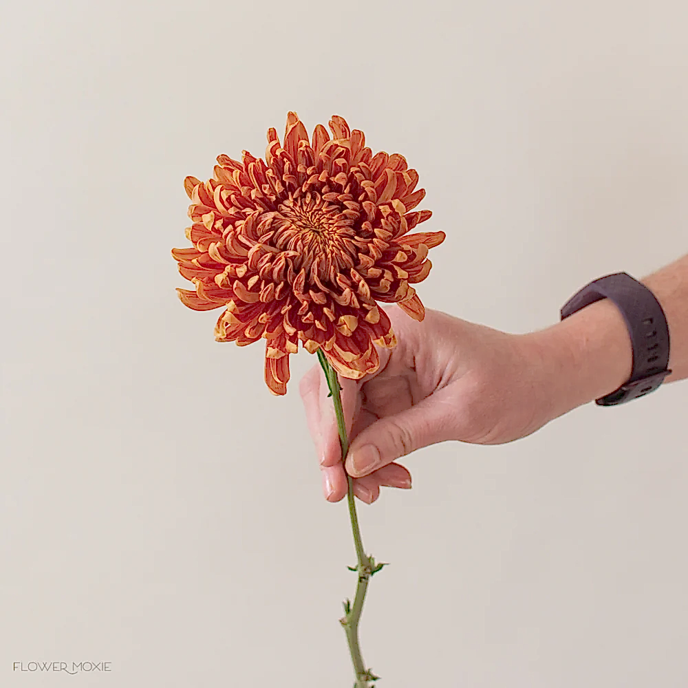 Bronze Football mum flower