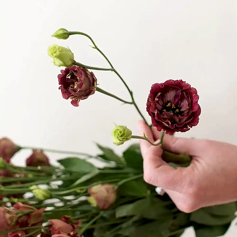 brown lisianthus flower