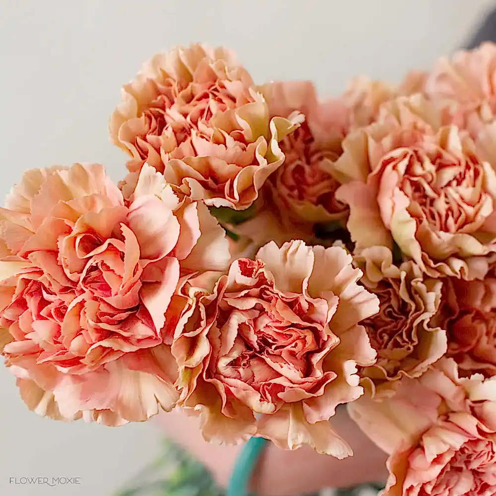 terracotta carnation flower