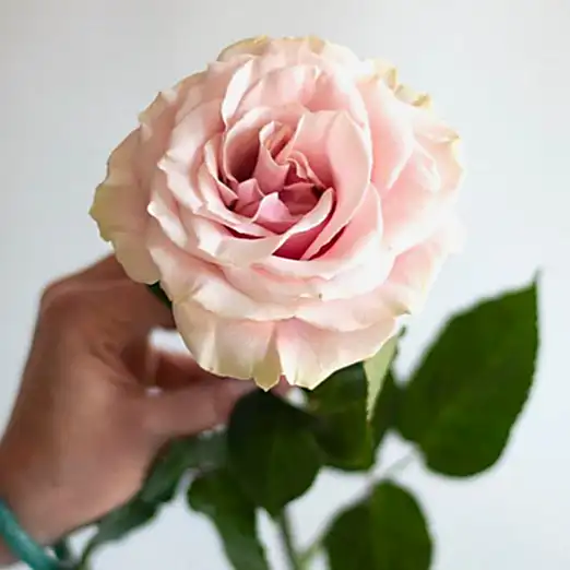 Pink Mondial Roses, soft blushy pink roses