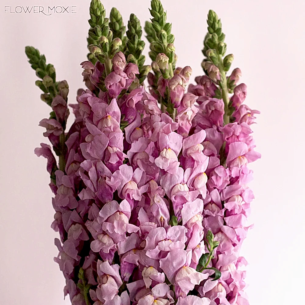 Lavender Mauve Snapdragon Flower