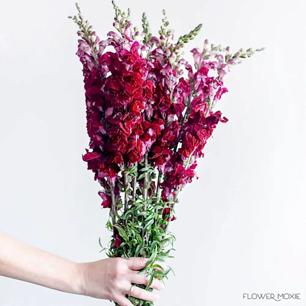 Burgundy Snapdragons flower