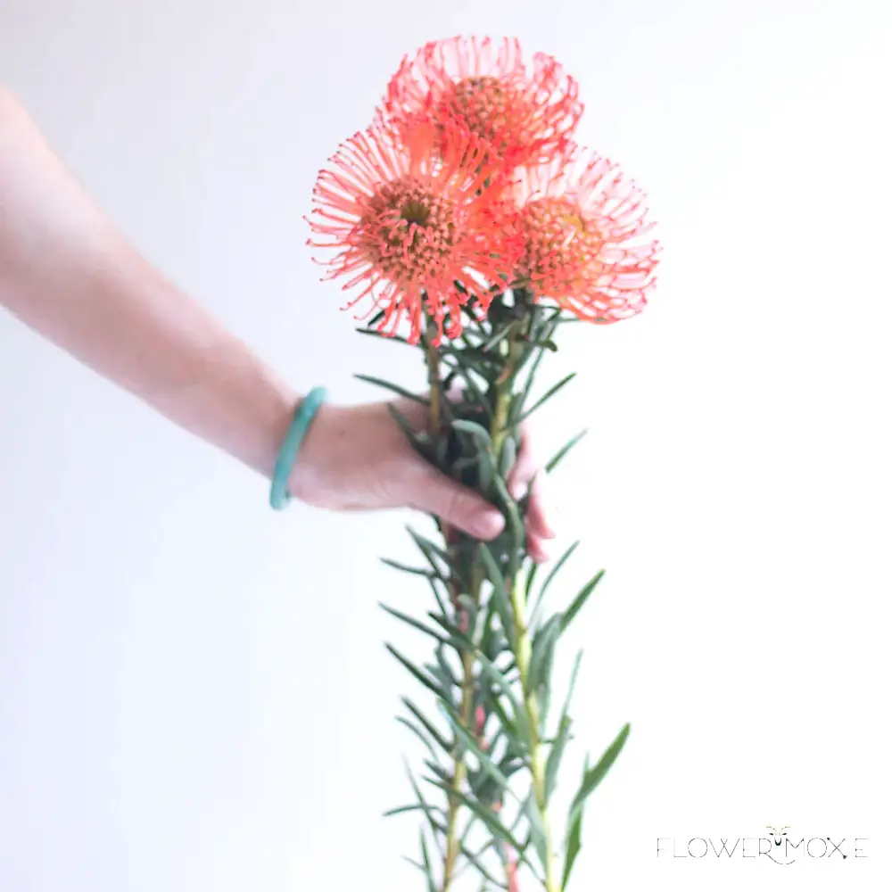 Orange Pincushion Flower