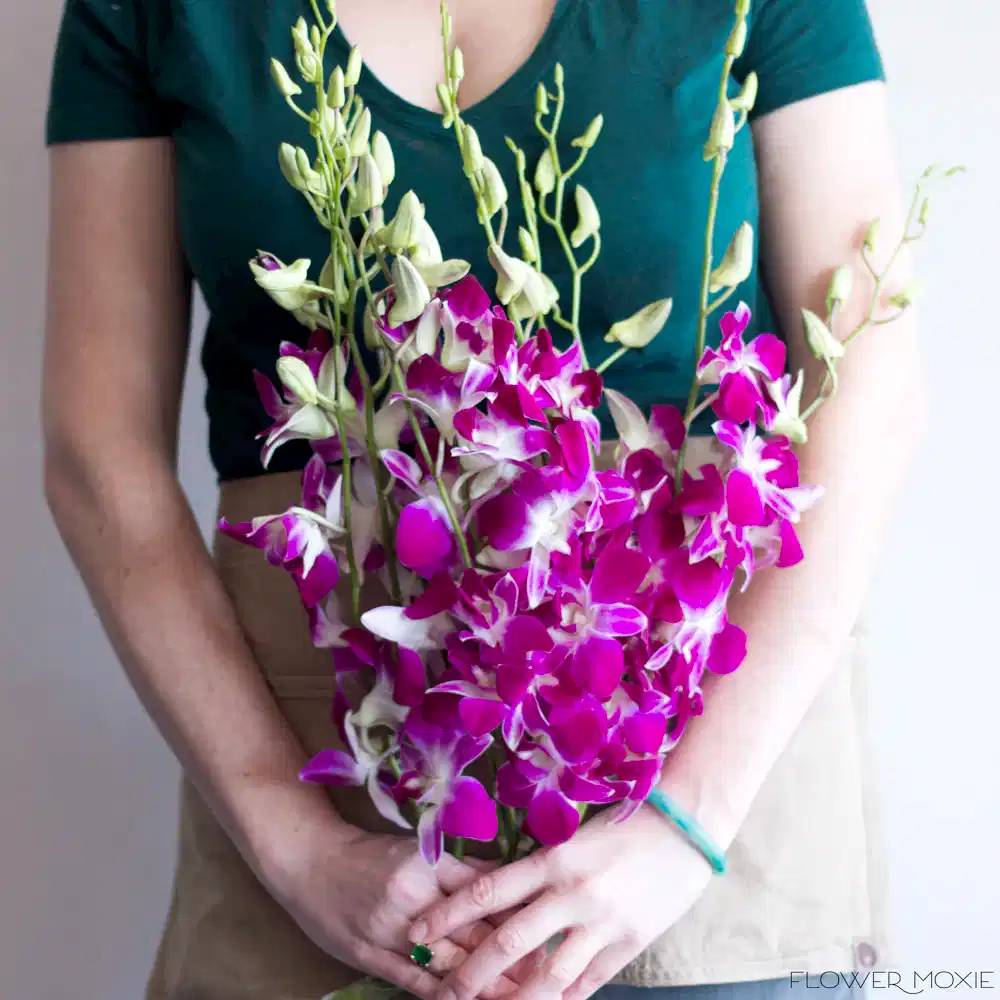 Pink Dendrobium Orchids