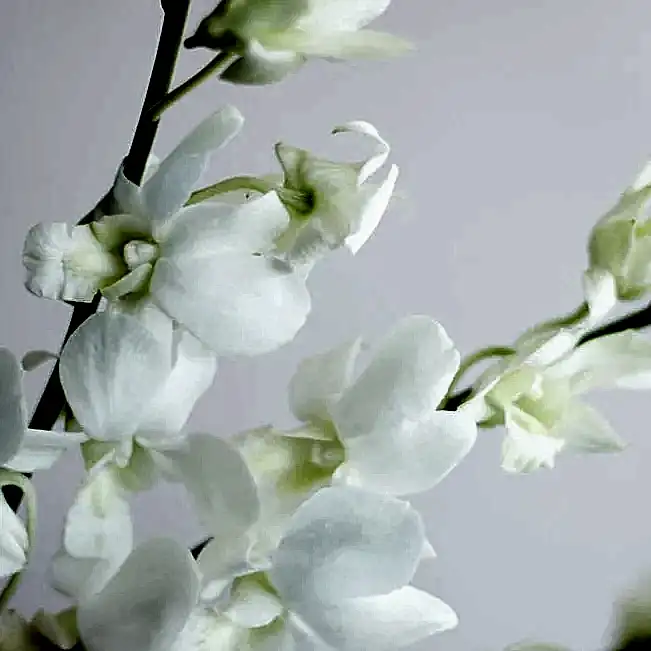 White Dendrobium Orchid Flower