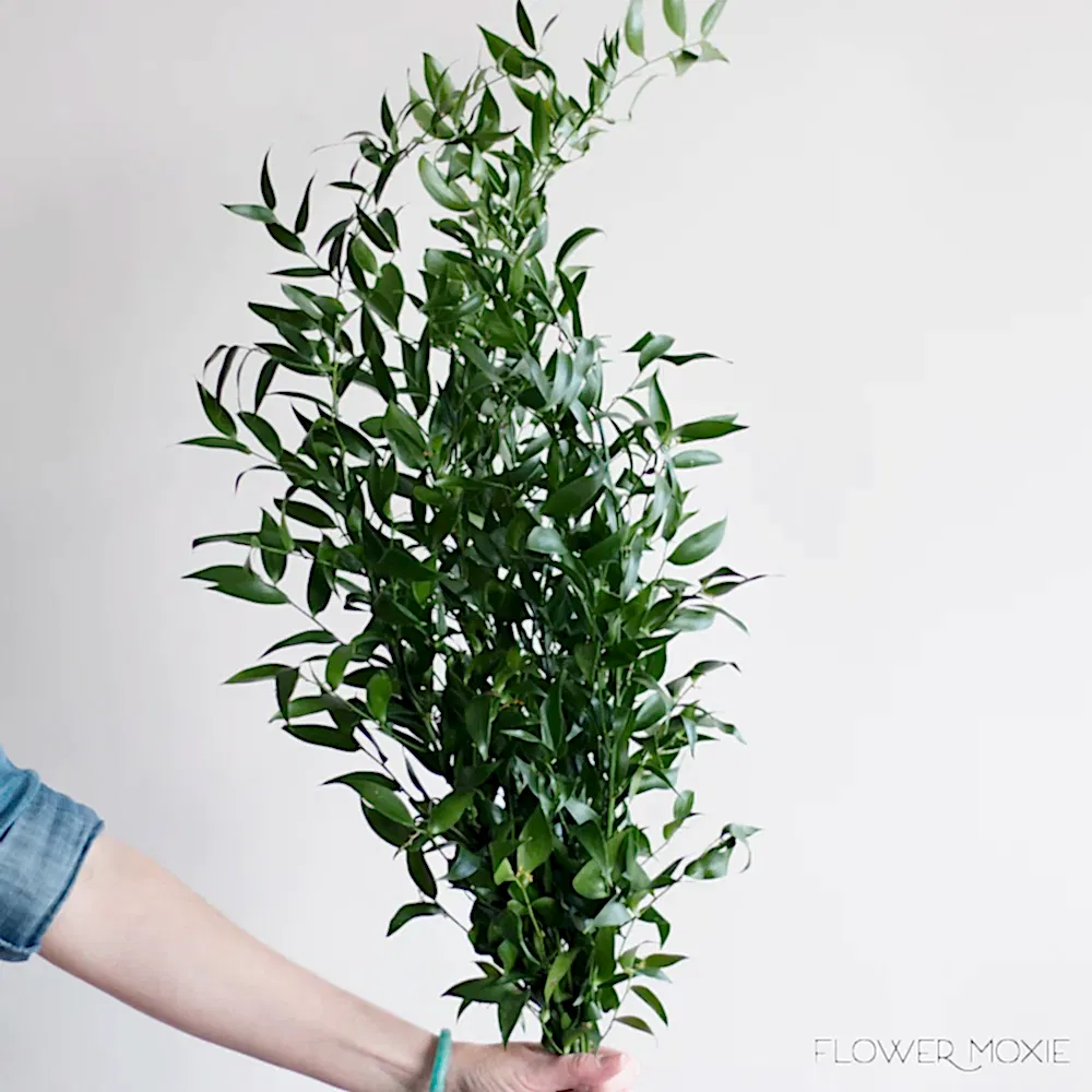 Italian Ruscus Bulk Greenery