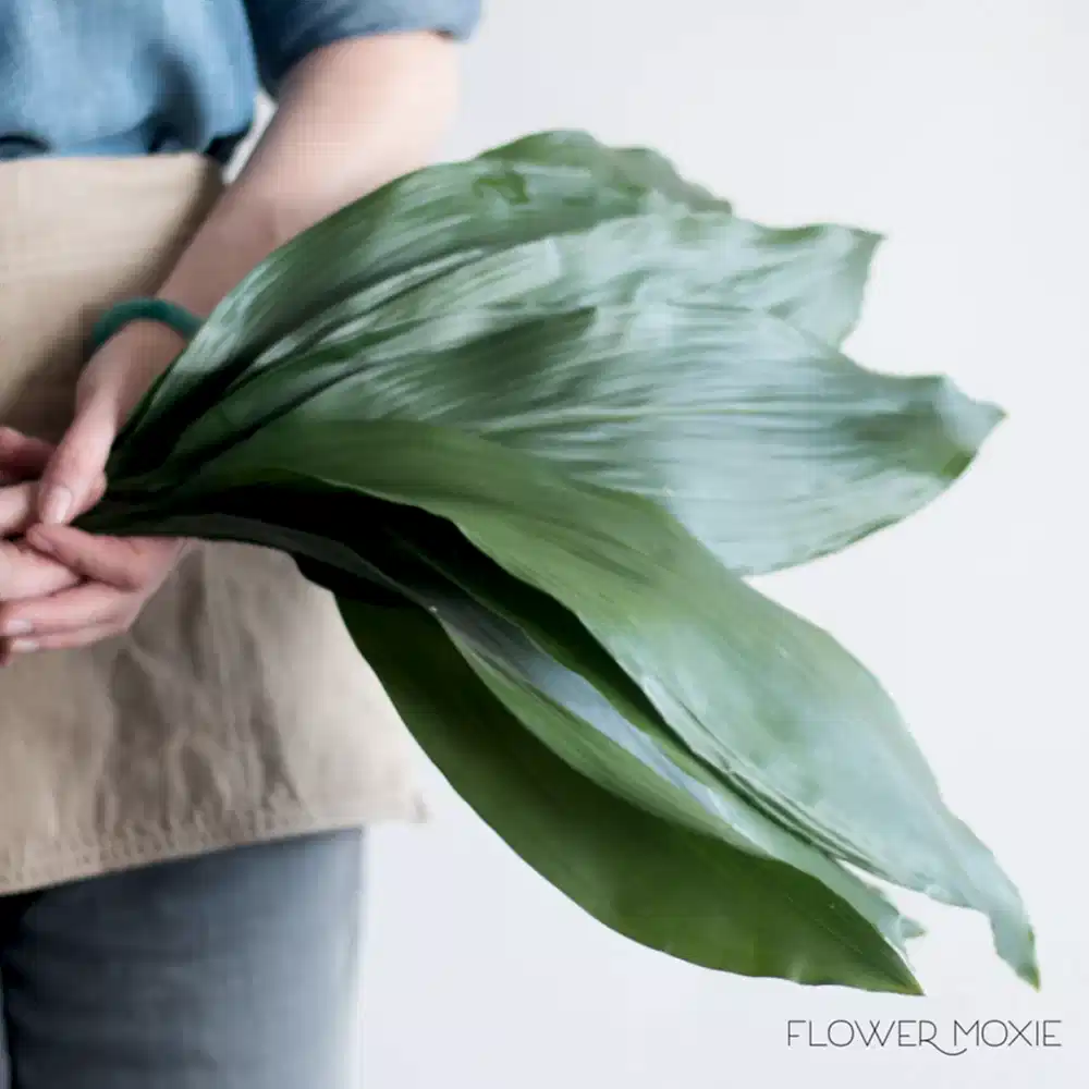 variegated Aspidistra leaf