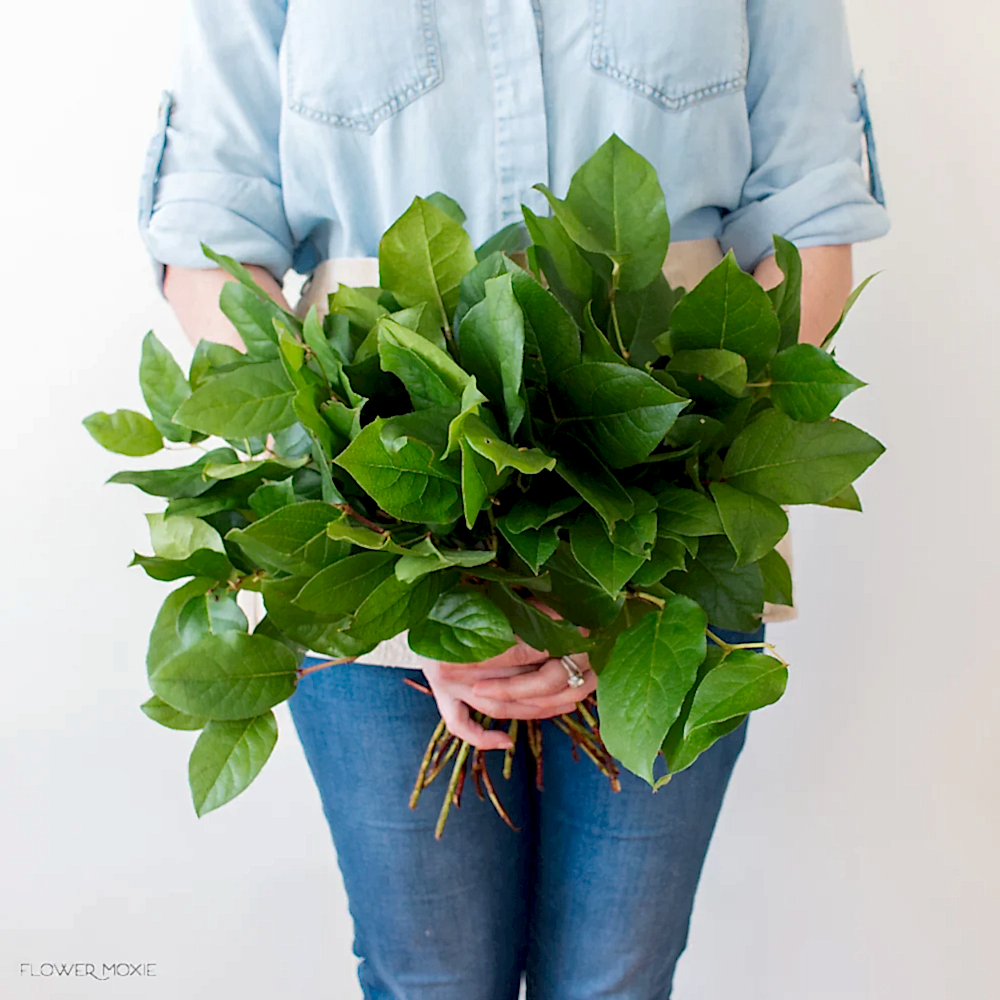 Salal Tips Greenery