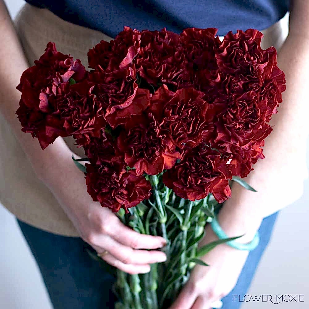 burgundy carnations