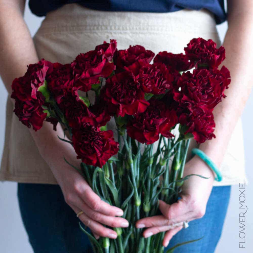 burgundy carnations