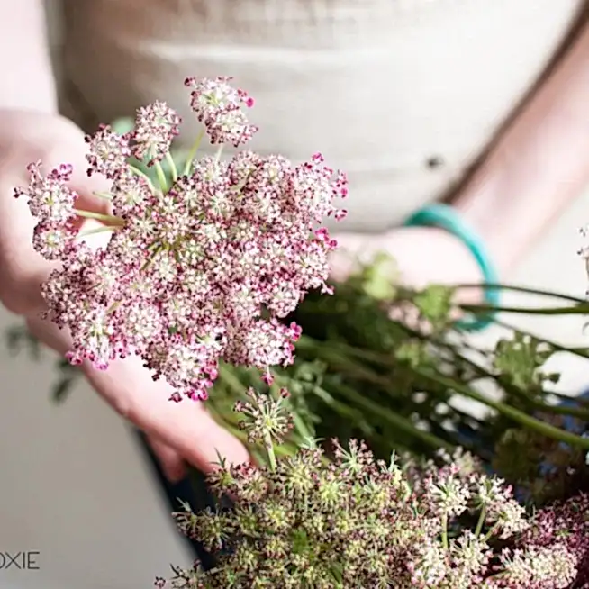 Chocolate Queen Annes Lace flower