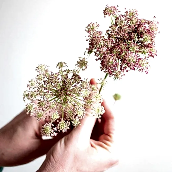 Chocolate Queen Annes Lace flower