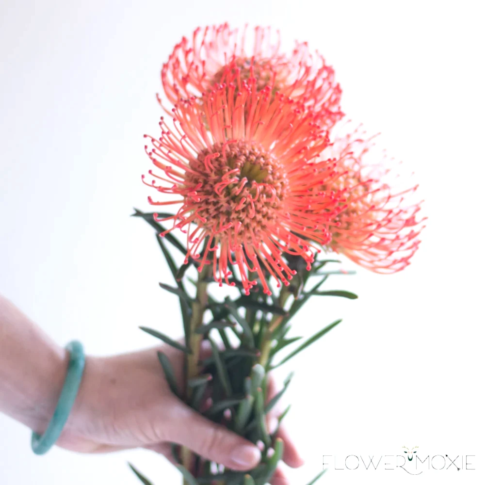 Orange Pincushion Flower