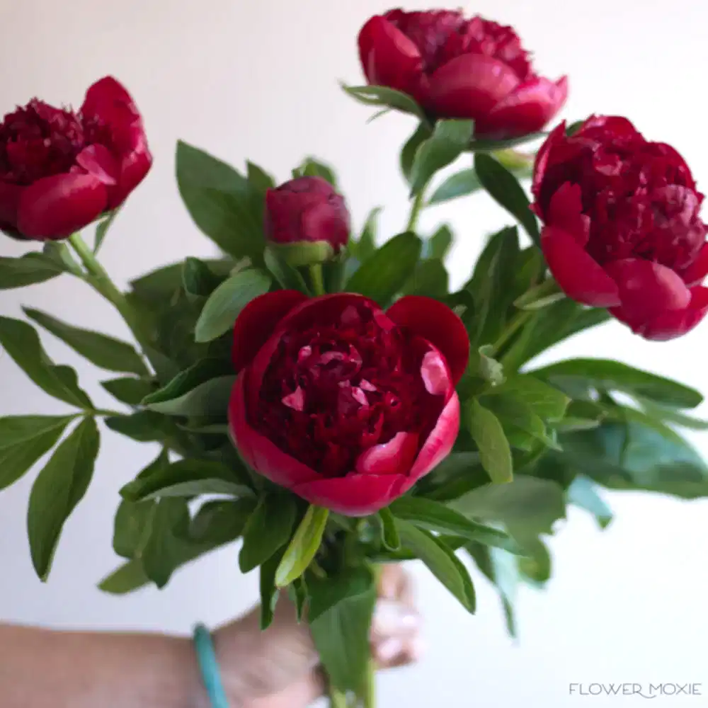 Burgundy Peony Flower