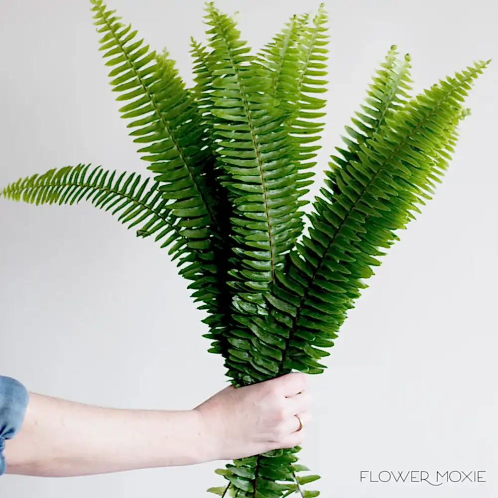 Sword Fern Greenery