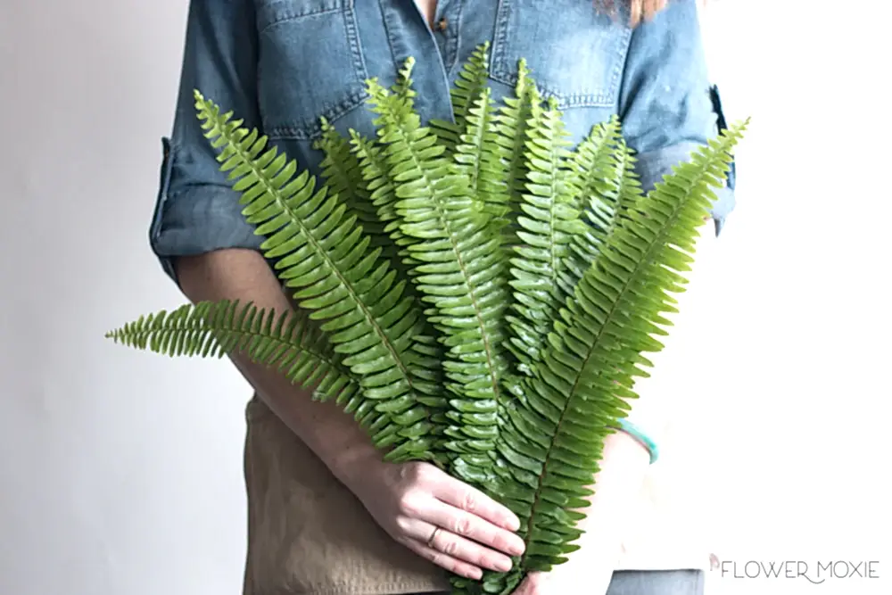 Sword Fern Greenery