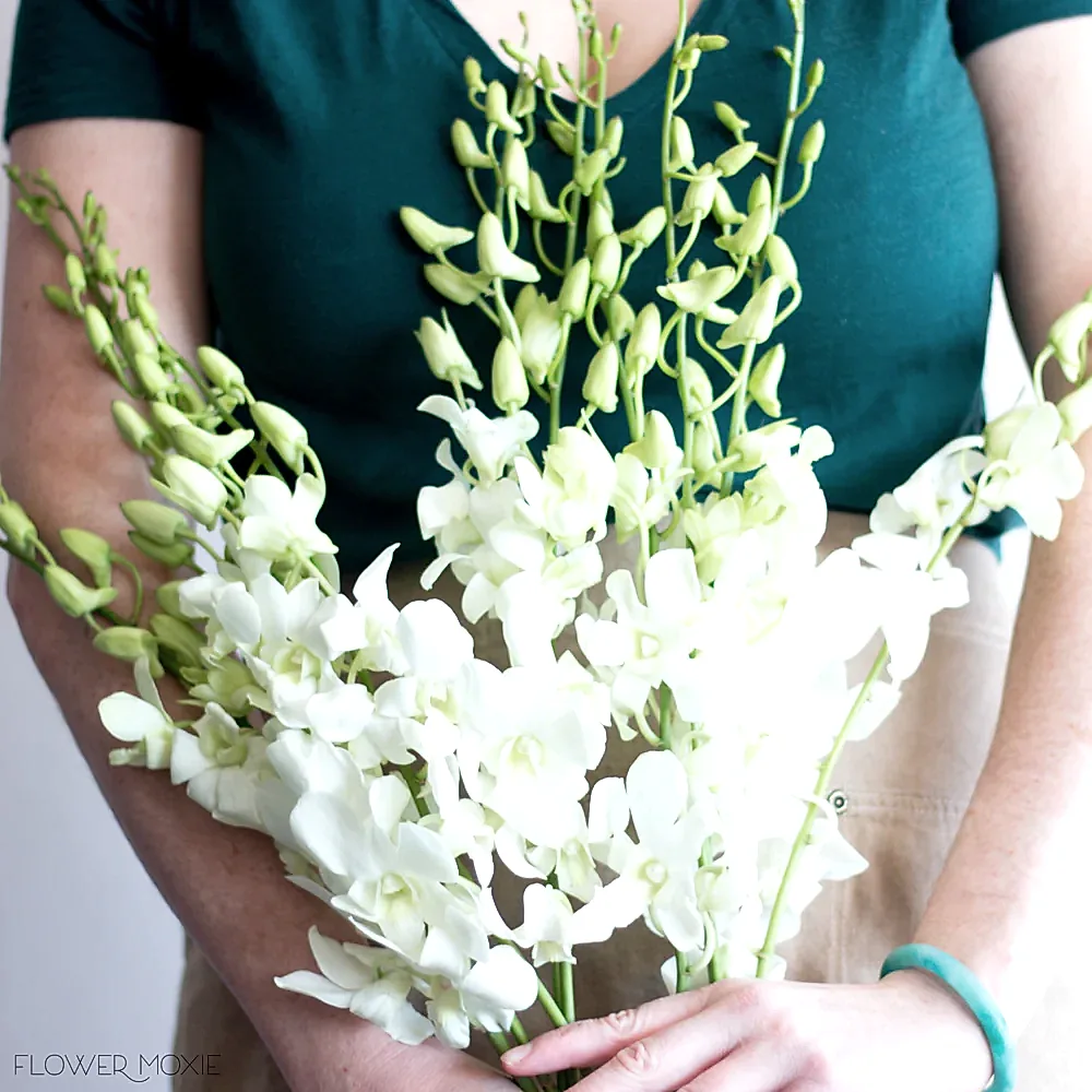 White Dendrobium Orchid Flower