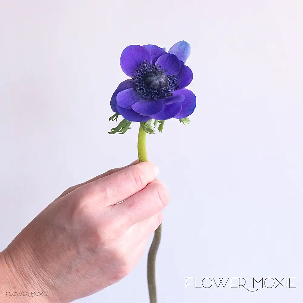 Blue indigo anemone flower