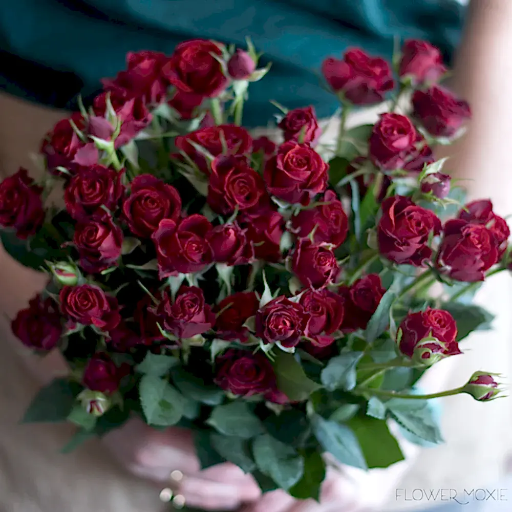 Rubicon Dark Red Spray roses burgundy