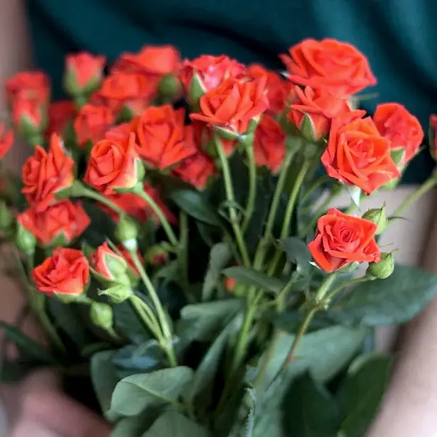 Orange spray rose flower