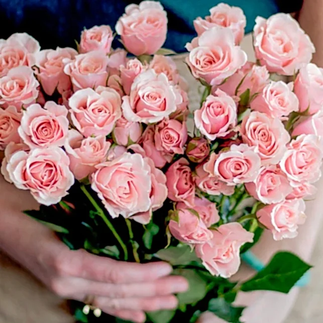 Light Pink Spray Rose Flower