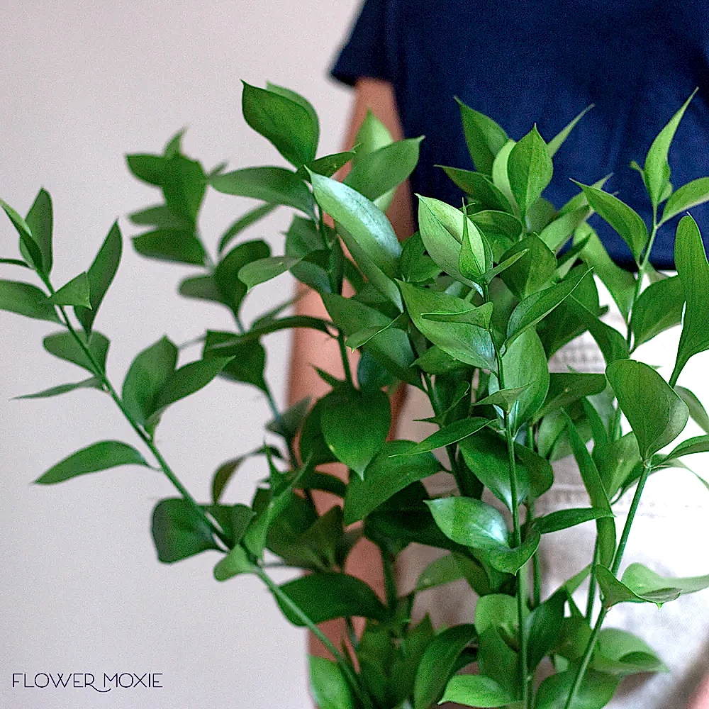 Israeli Ruscus Greenery 