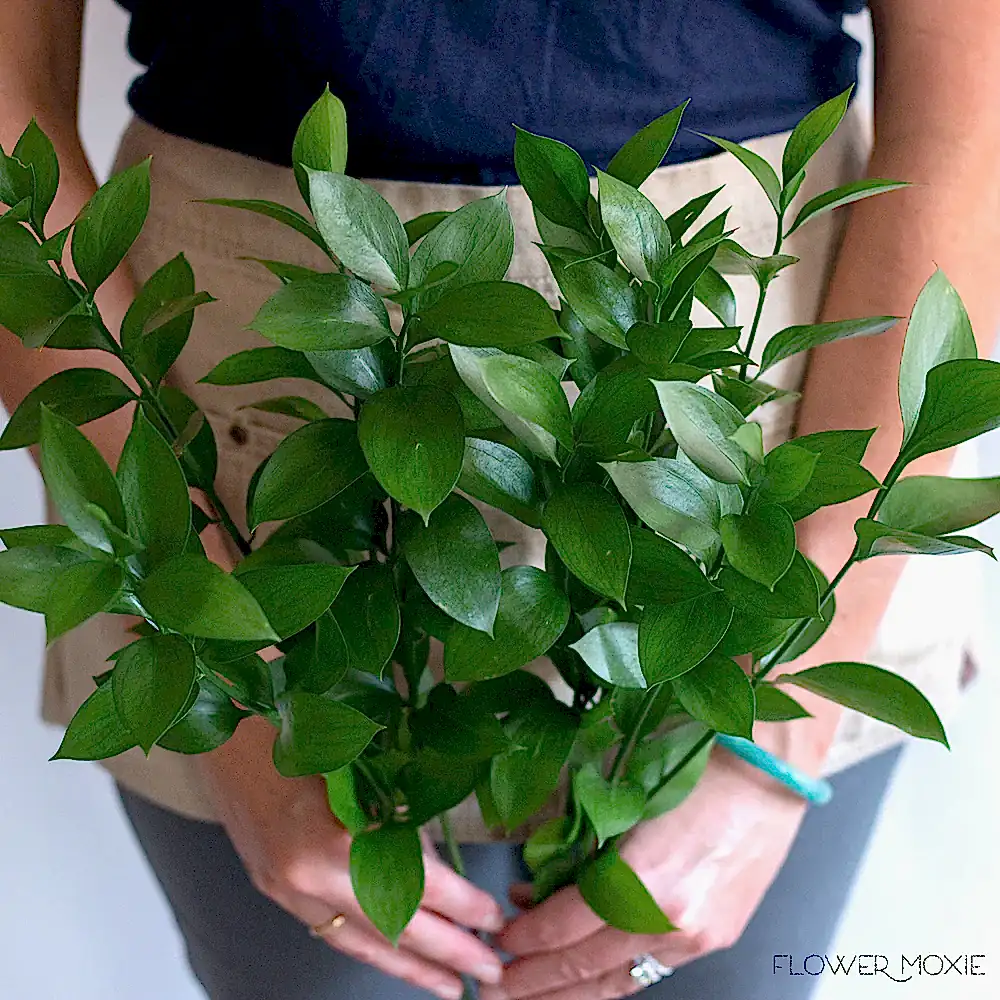 Israeli Ruscus Greenery 