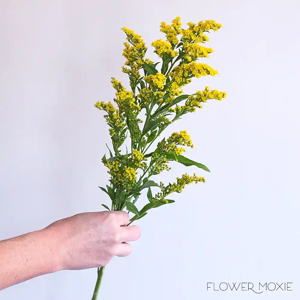 yellow solidago flower