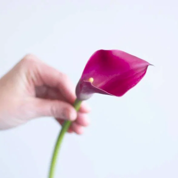 Cranberry Mini calla lily