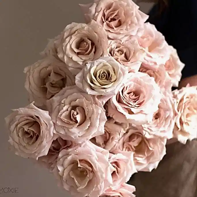 Quicksand Roses, dusty pink rose