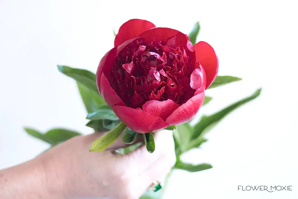 Burgundy Peony Flower