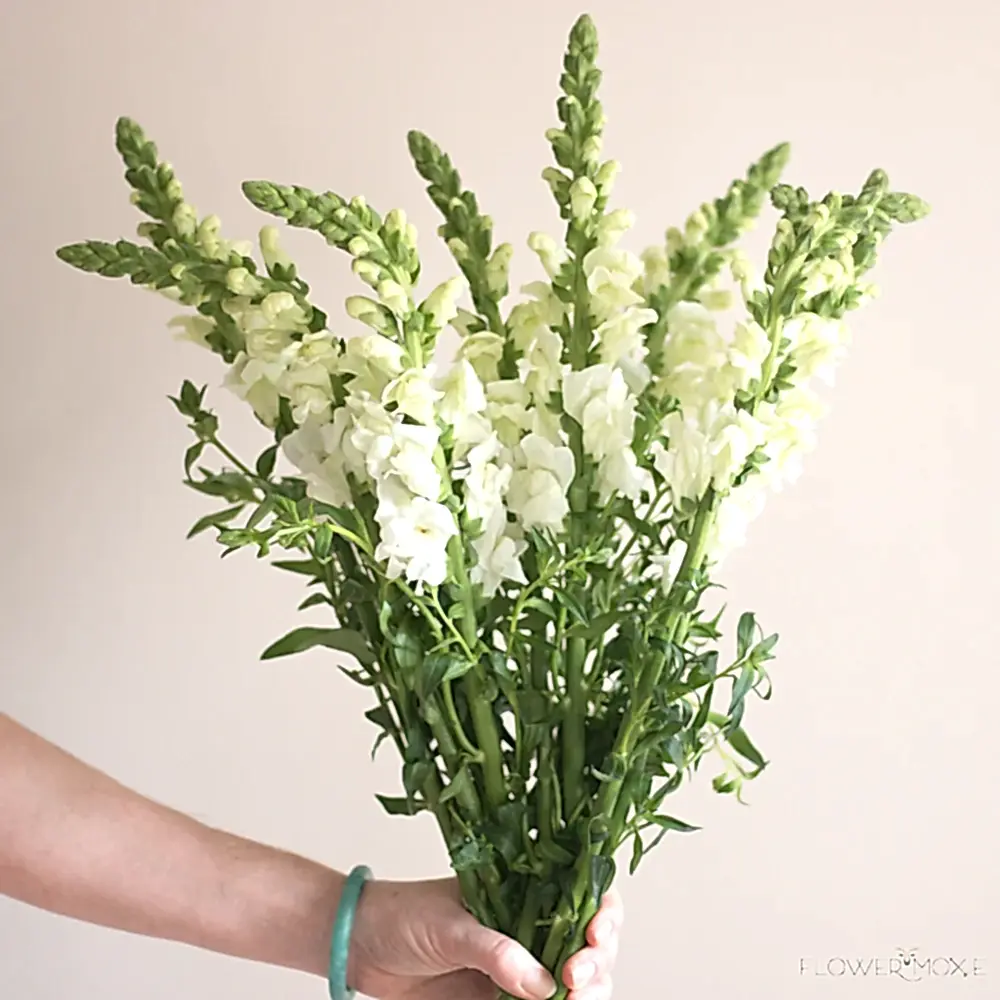 white snapdragon flower