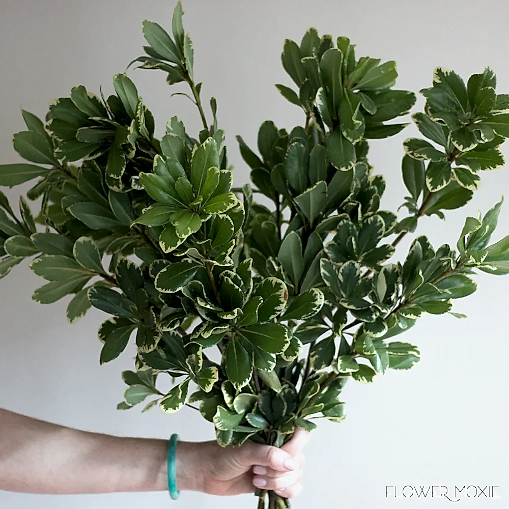 Variegated Pittosporum Greenery