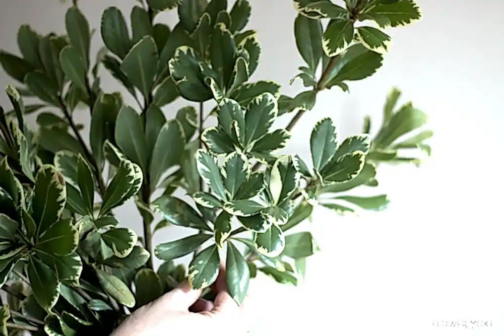 Variegated Pittosporum Greenery