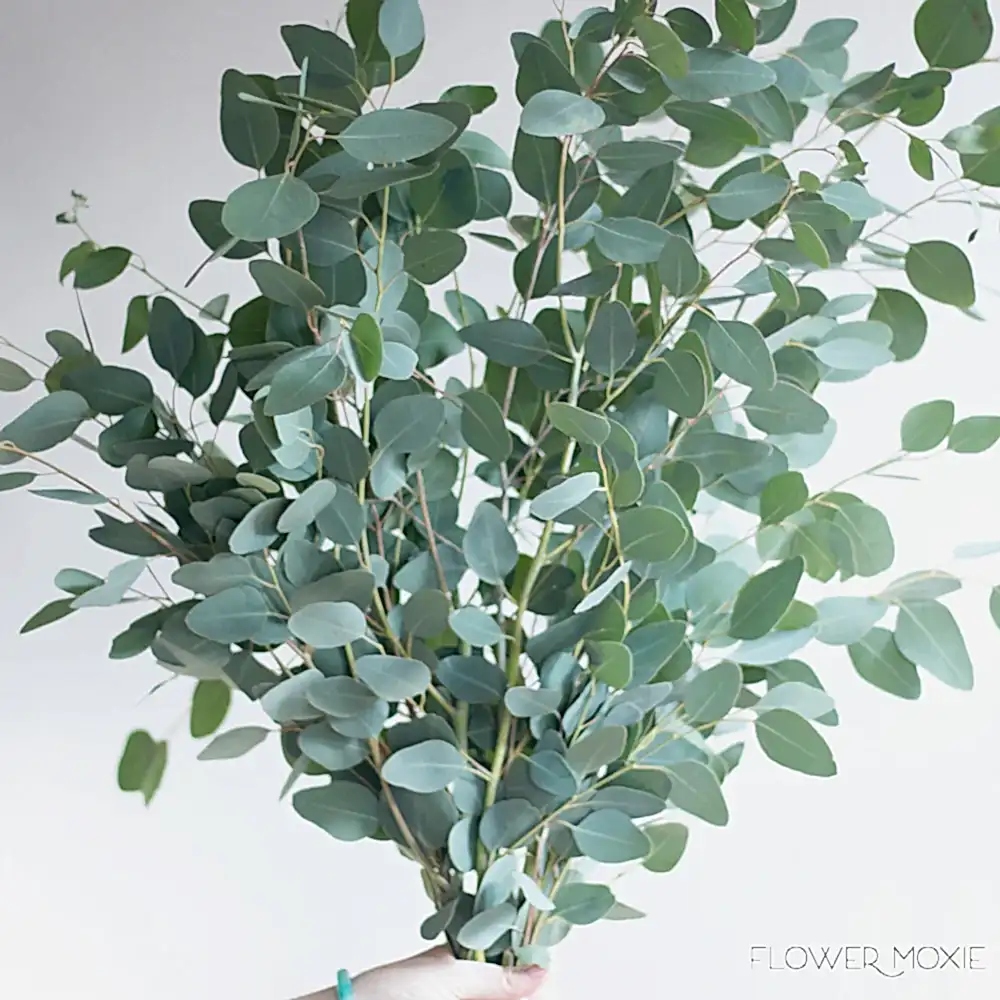 Silver Dollar Eucalyptus Greenery