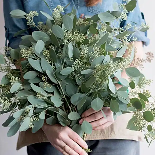 Seeded eucalyptus Greenery bunch