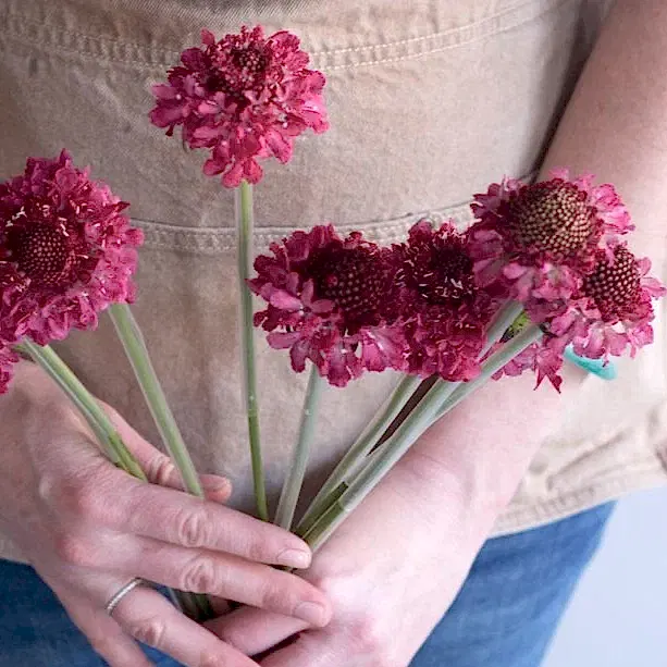 Raspberry Scabiosa Flower