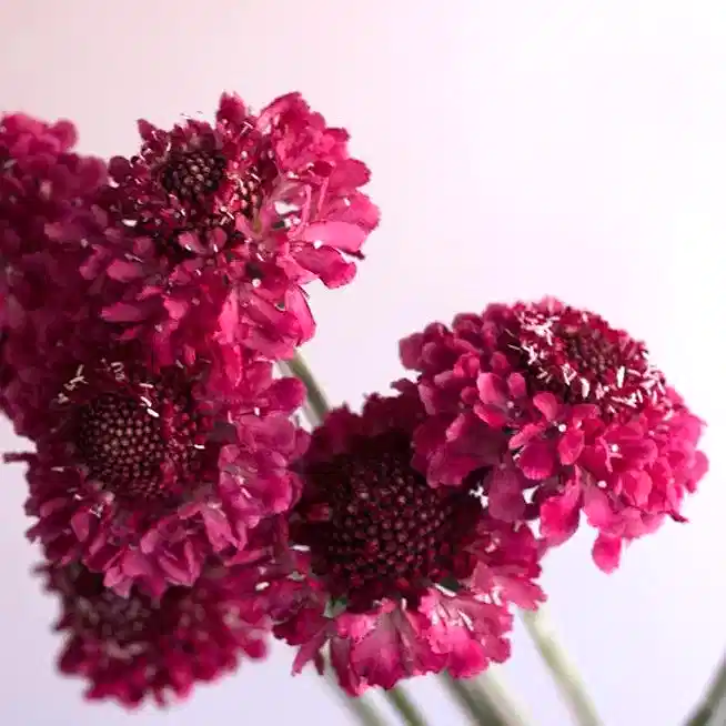 Raspberry Scabiosa Flower